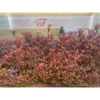 Cây Thủy Sinh Rotala Colorata