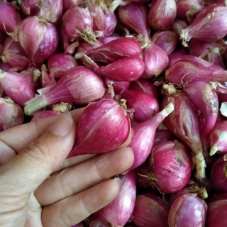 HÀNH Tím Lý Sơn