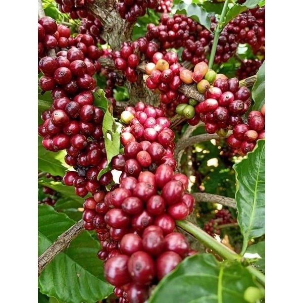 Cafe rang mộc