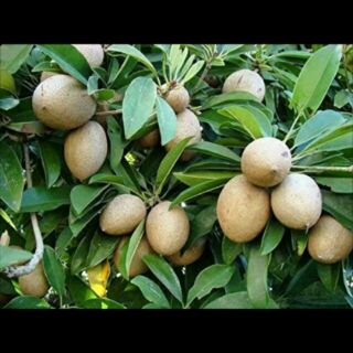 Cây giống hồng xiêm xoài f1
