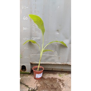 Chuối già lùn cấy mô