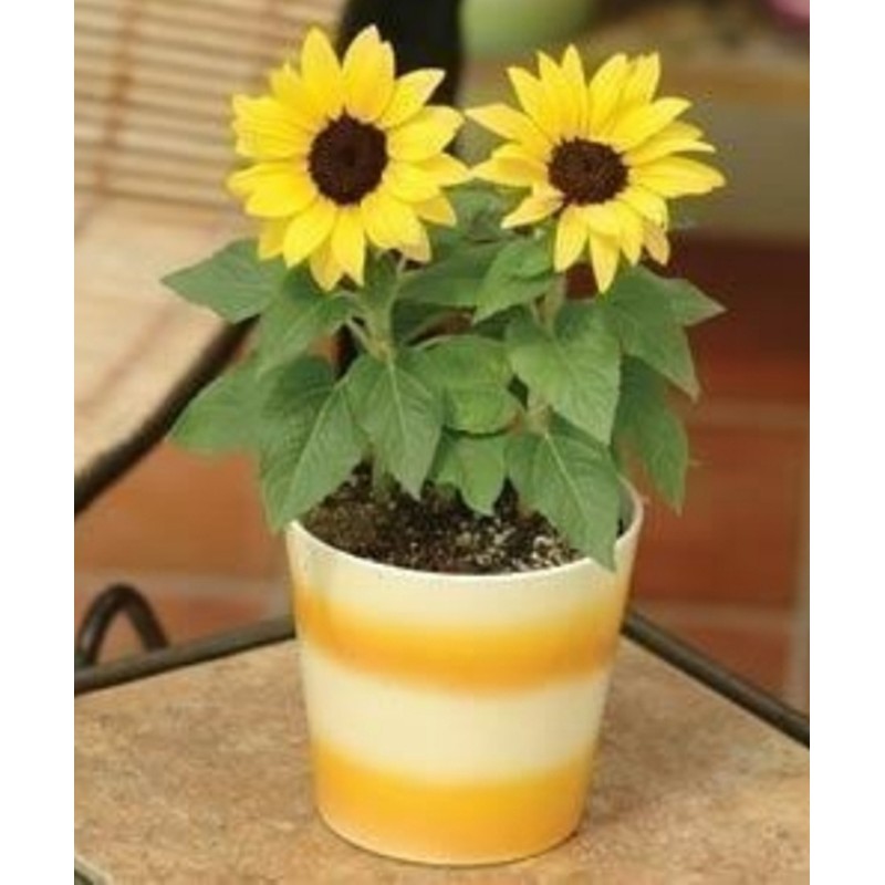 HẠT GIỐNG HOA HƯỚNG DƯƠNG VÀNG LÙN