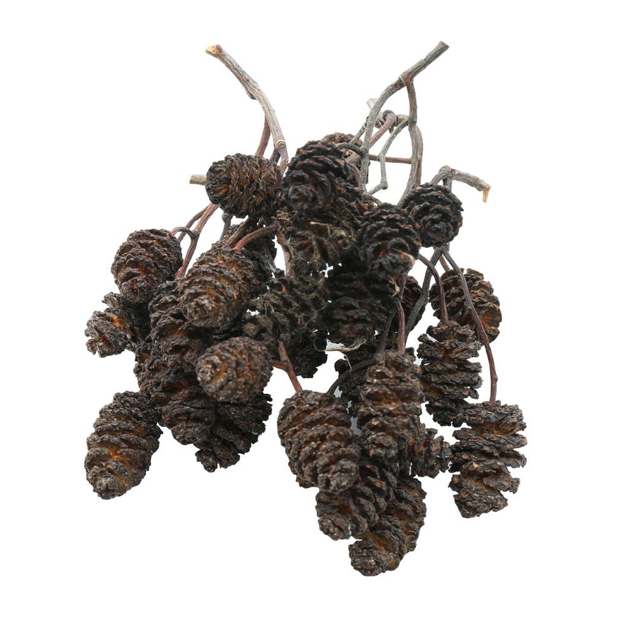 TRÁI ALDER CONES  GIÚP CÁ TÉP GIẢM STRESS
