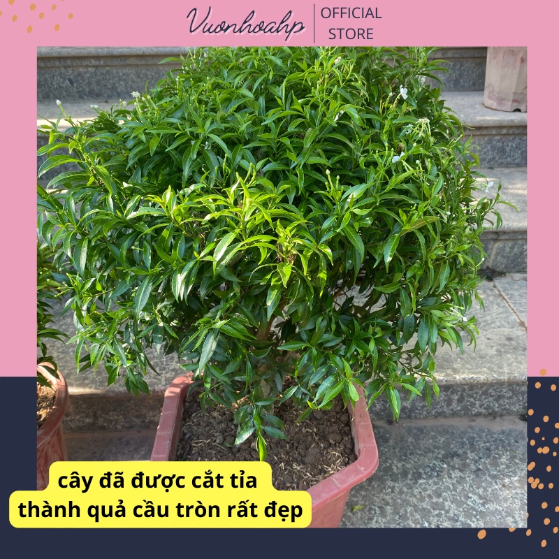Cây mai vạn phúc to bán kính 35-40cm, lá xanh đang nụ hoa, hoa trắng nở quanh năm, ảnh thật, lỗi 1 đổi 1