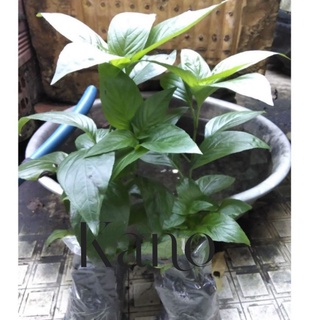 Cây lá cẩm tím giống - bầu 3 cây / cây lá cẩm đỏ