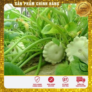 Bộ gói hạt giống Bí đĩa bay