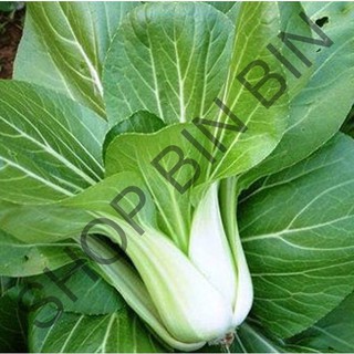 Hạt giống rau cải chip cao sản - 20 gr