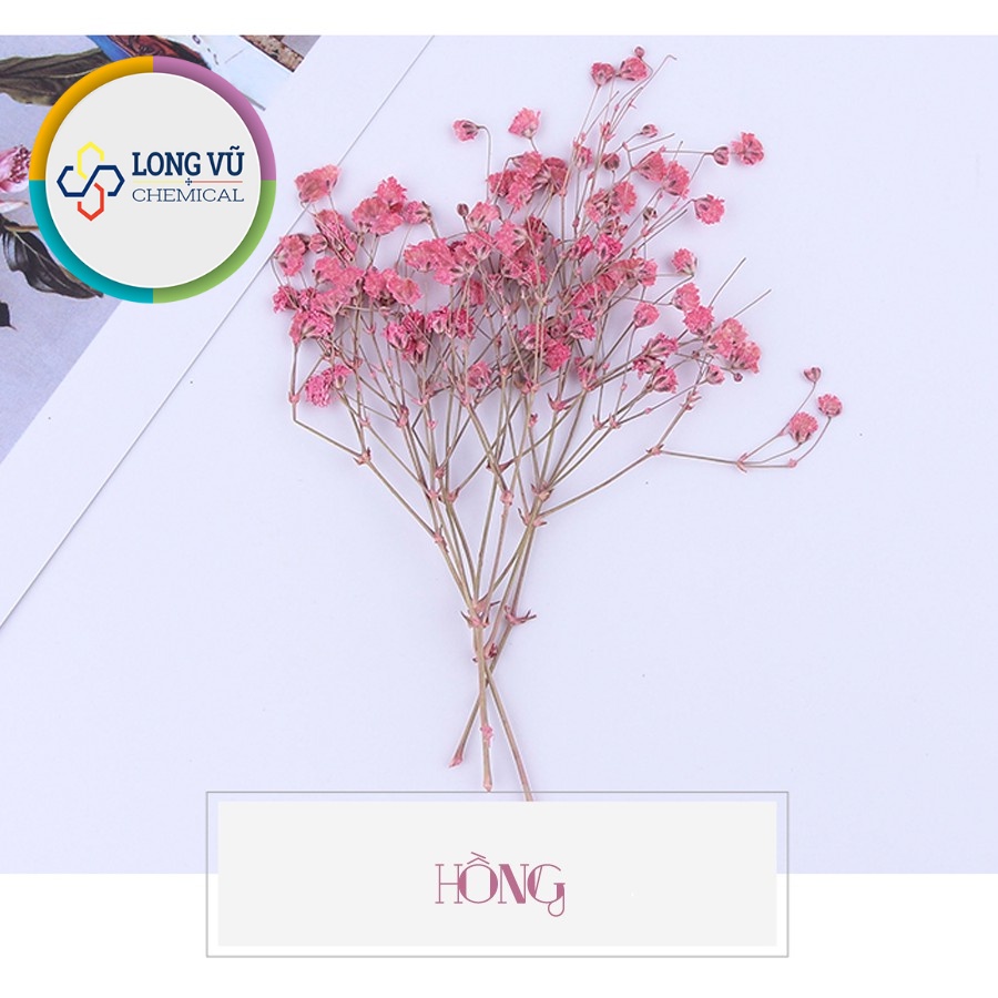 Set Hoa Sao Khô 7 Màu - Nguyên Liệu Dùng Làm Trang Trí- Thủ Công Handmade