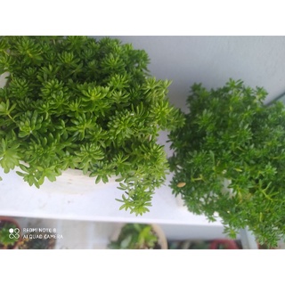 cây sen đá sedum xanh