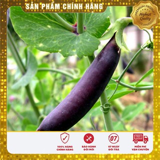 Bộ gói hạt giống Đậu Hà Lan