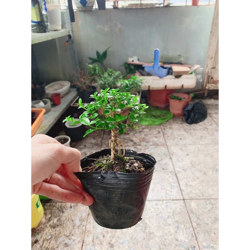 Sam Hương bonsai