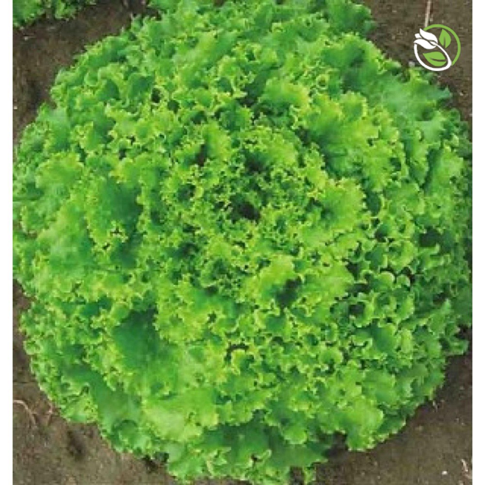 Hạt Giống Xà Lách Xoăn Sư Tử Hạt Đen No.8 Phú Nông - Gói 5g - Grand Rapids Lettuce