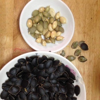 HẠT BÍ MÈO VÙNG CAO