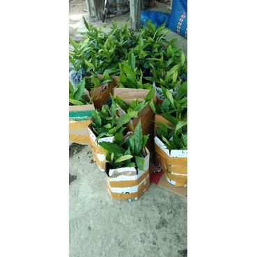 vú sữa Hoàng kim