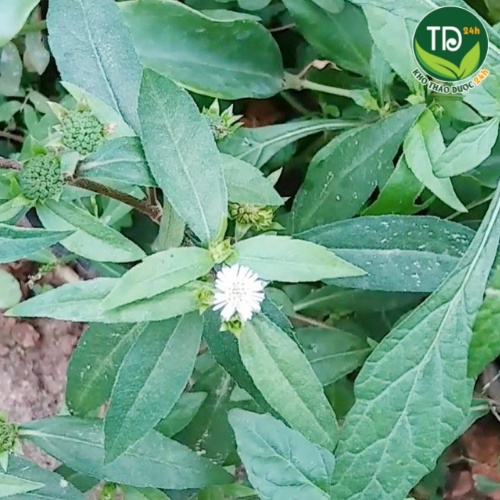 Cây Cỏ Mực Nhọ Nồi khô sạch, làm đen tóc, kích thích mọc tóc, chống rụng tóc, mát gan, kháng khuẩn I Kho Thảo Dược 24h