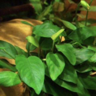 Cây thủy sinh ráy lá nhỏ( là cạn)