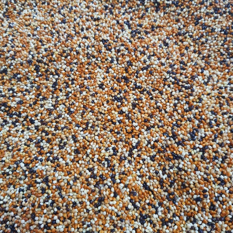 Cỏ Thái 5 màu nhập Thái Lan cho cu gáy