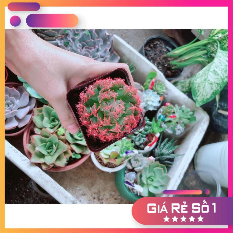 Sen Đá Dạ Quang Đỏ Sen Đá Kim Cương Sen Đá Guốc