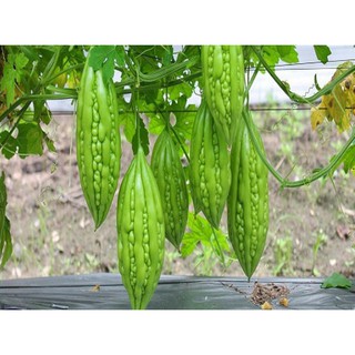 5 Hạt Giống Quả Mướp Đắng (Khổ Qua)