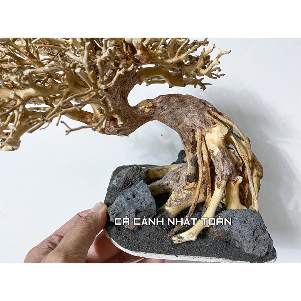 BONSAI LỦA NGANG TRANG TRÍ BỂ THỦY SINH 35X13X17CM