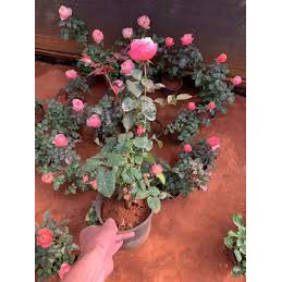 {Siêu SALE}Combo 3 cây hoa hồng leo pháp bầu đất _được chọn màu hoa
