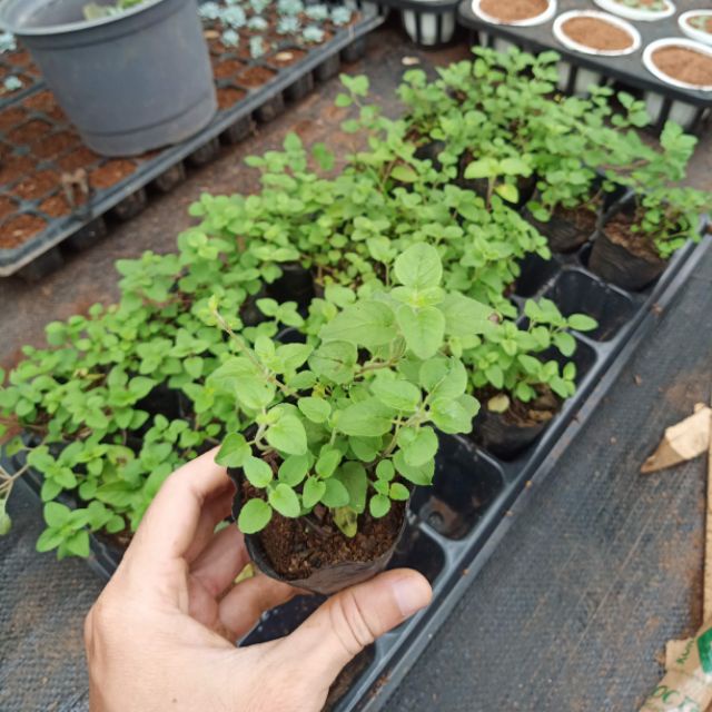 Rau Kinh Giới  Hạt Giống Rau Thơm, Rau Gia Vị Dễ Trồng