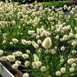 Hạt giống cỏ đuôi thỏ 1 gói 100 hạt