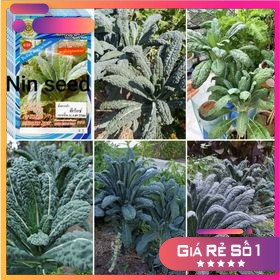 300 H - HẠT GIỐNG CẢI KALE CHỊU NHIỆT LACI Ý