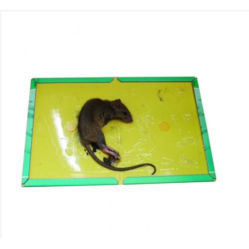 Keo bắt chuột không độc hại siêu dính TOMCAT taphoacauvong90