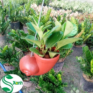 Cây Trường Sinh ốc