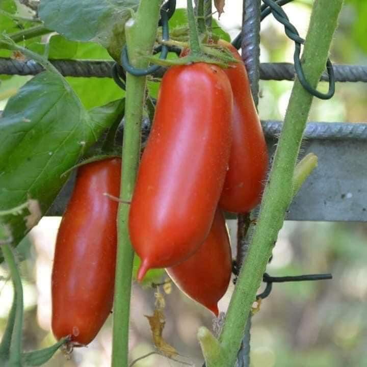 Hạt Giống Cà Chua Roma Tomatos Quả Dài Vị Ngọt Giống Cao Sản Gói 30 Hạt