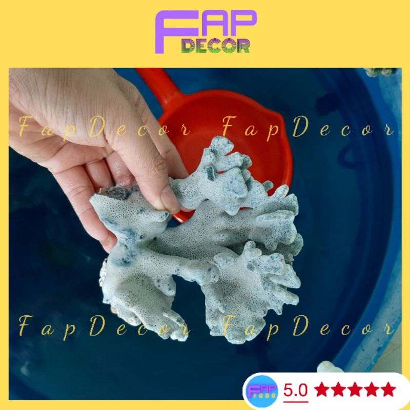 Bông Rạn Xanh Cao Cấp Hàng Hiếm Nhúng Nước Sẽ Lên Màu Siêu Đẹp Trang Trí Bể Cá, Thủy Sinh - FapFood