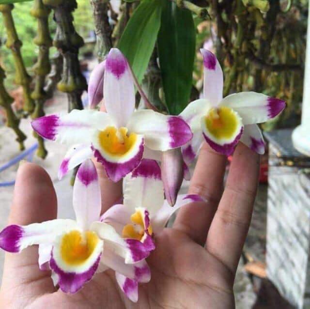Phong lan Trúc phật bà