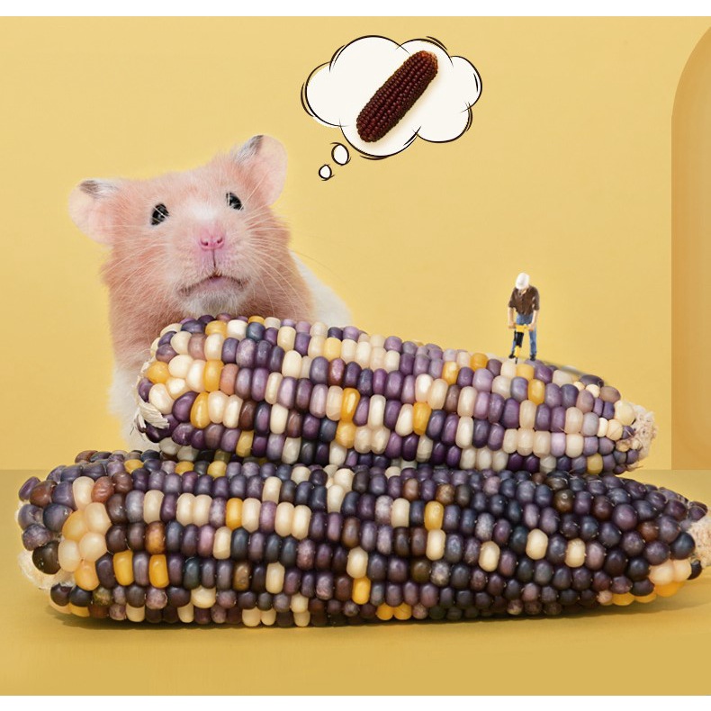 [ 1 TẶNG 1 ] bắp ngọt YEE mài răng siêu tốt dành cho hamster /sóc /thỏ /bọ /chinchila