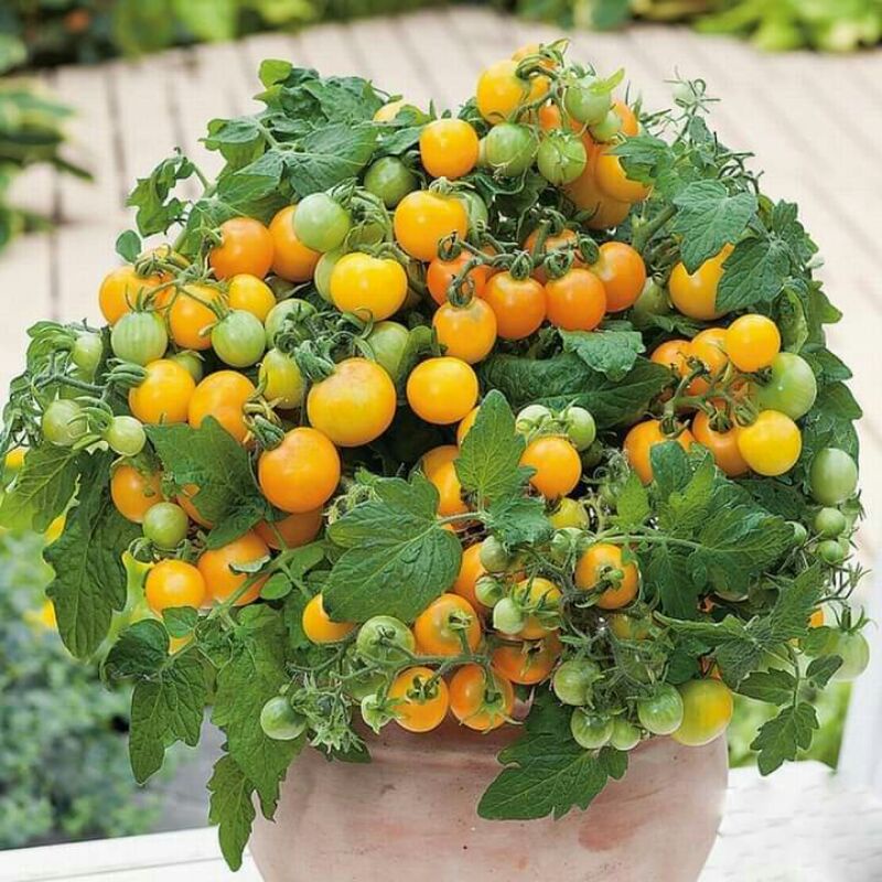 GÓI Hạt giống cà chua chịu nhiệt da bóng, thịt dày, vị ngọt - Gói 20 HẠT [Bán sỉ]