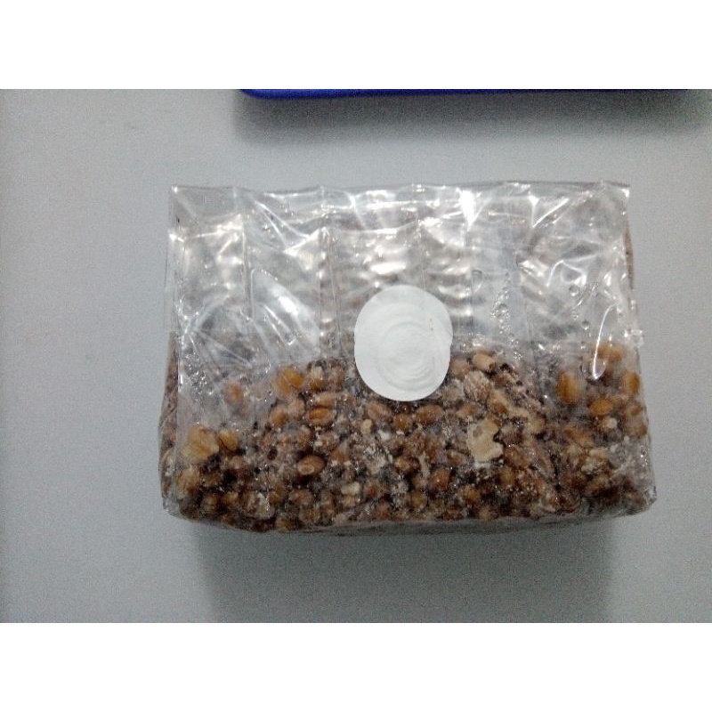 Túi lúa đã tiệt trùng dùng làm meo nấm (300g).