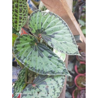 Loại Begoniya Loại 30 Borneo Nguyên Bản