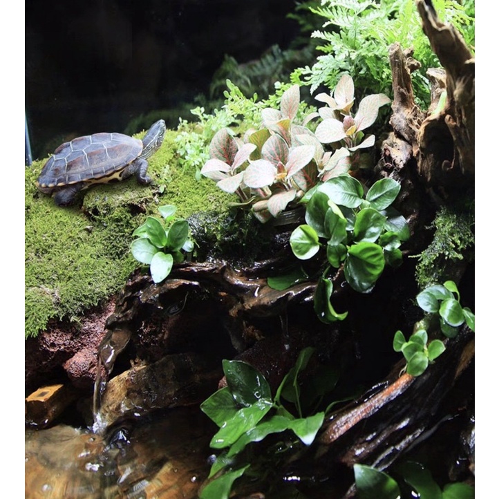 Keo Xịt MIUS Dùng Dán Rêu Bể Bán Cạn - 550ML