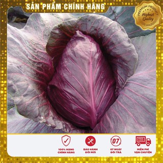 Hạt giống Bắp Cải Tím F1