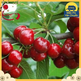 Hạt Giống Quả Anh Đào Cherry Mỹ