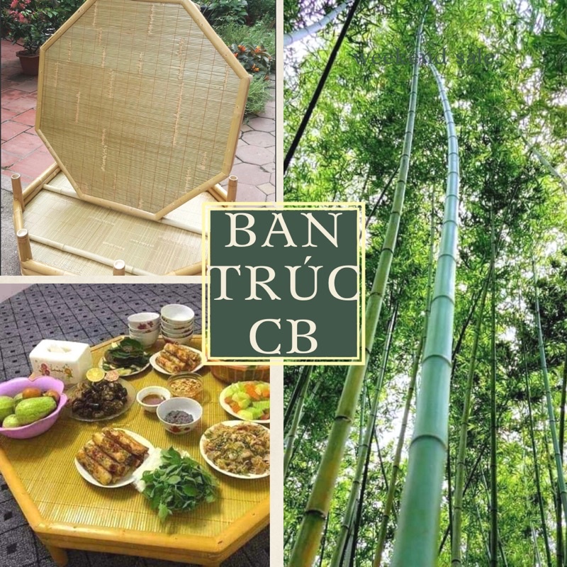 BÀN TRÚC CAO BẰNG