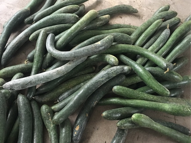 Set 10 gói trà sâm bí đao thanh nhiệt giải độc | BigBuy360 - bigbuy360.vn