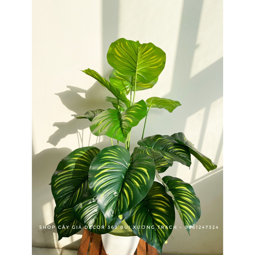 Cây giả - cây trầu bà sọc 75cm