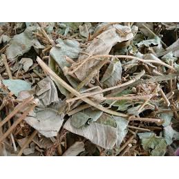 [Mã 267FMCGSALE giảm 8% đơn 500K] Kim Tiền Thảo khô trị sỏi mật 1kg | BigBuy360 - bigbuy360.vn