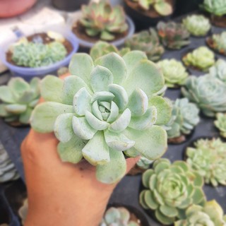 Sen đá đột biến. Cây bán như ảnh.