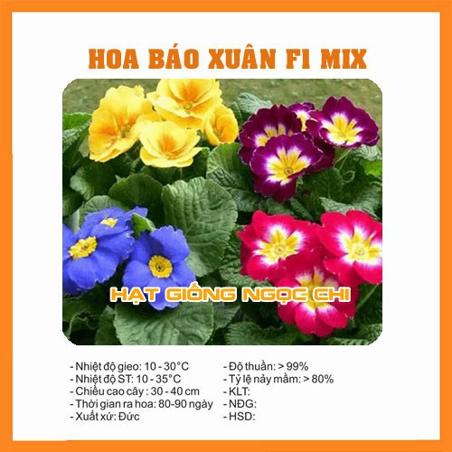 Hạt Giống Hoa Báo Xuân - 50 Hạt