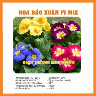 Hạt Giống Hoa Báo Xuân - 50 Hạt