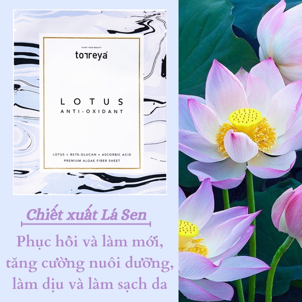 COMBO 10] Mặt nạ dưỡng da Torreya Lotus Anti-Oxidant Mask, chiết xuất từ lá sen (25gr