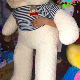 Gấu bông teddy