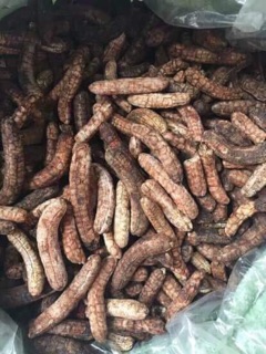 Chuối hột rừng
